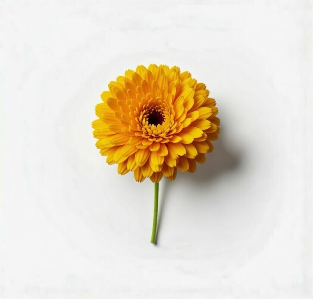Calendula