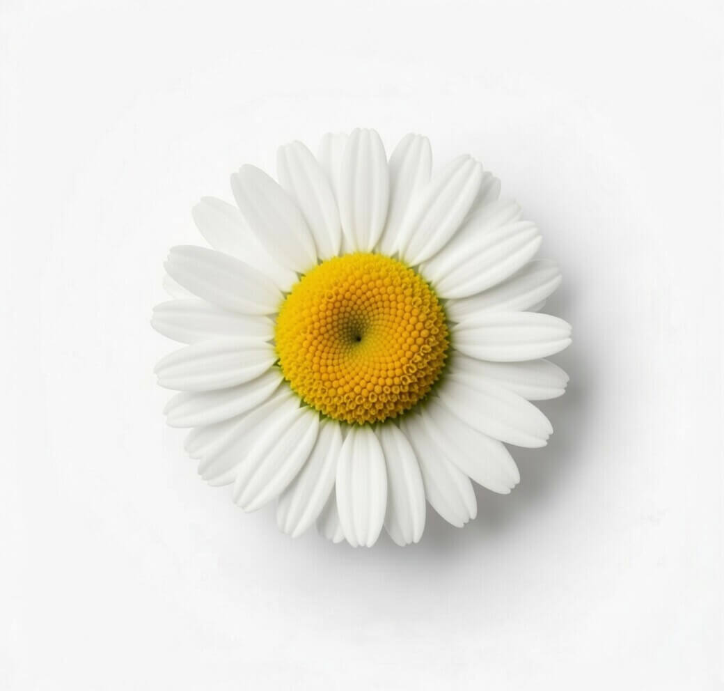 Chamomile