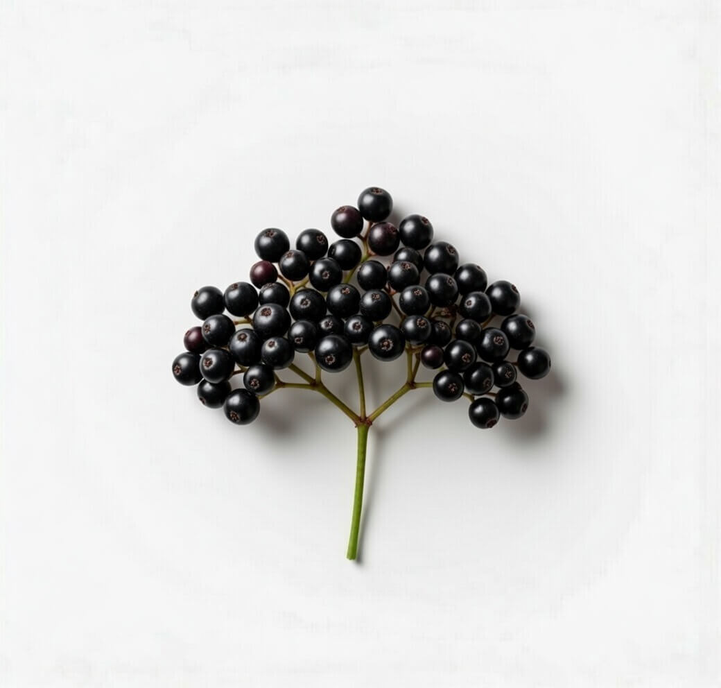 Elderberry